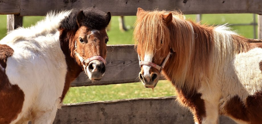 Mini Ponies